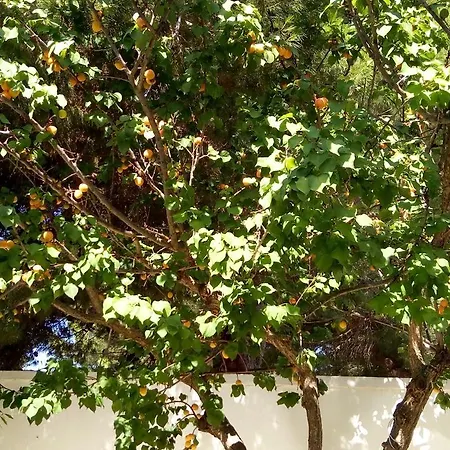 Affittacamere Punta Prosciutto Bed
